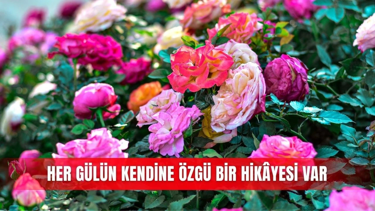 Her Gülün Kendine Özgü Bir Hikâyesi Var - Antalya Haber