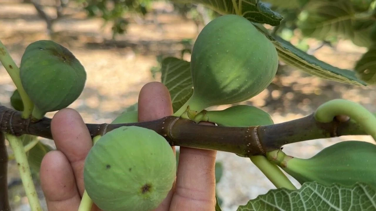 Yağmur, Dolu ve Sıcaklık Siyah İncirde Rekolte Kaybına Neden Oldu