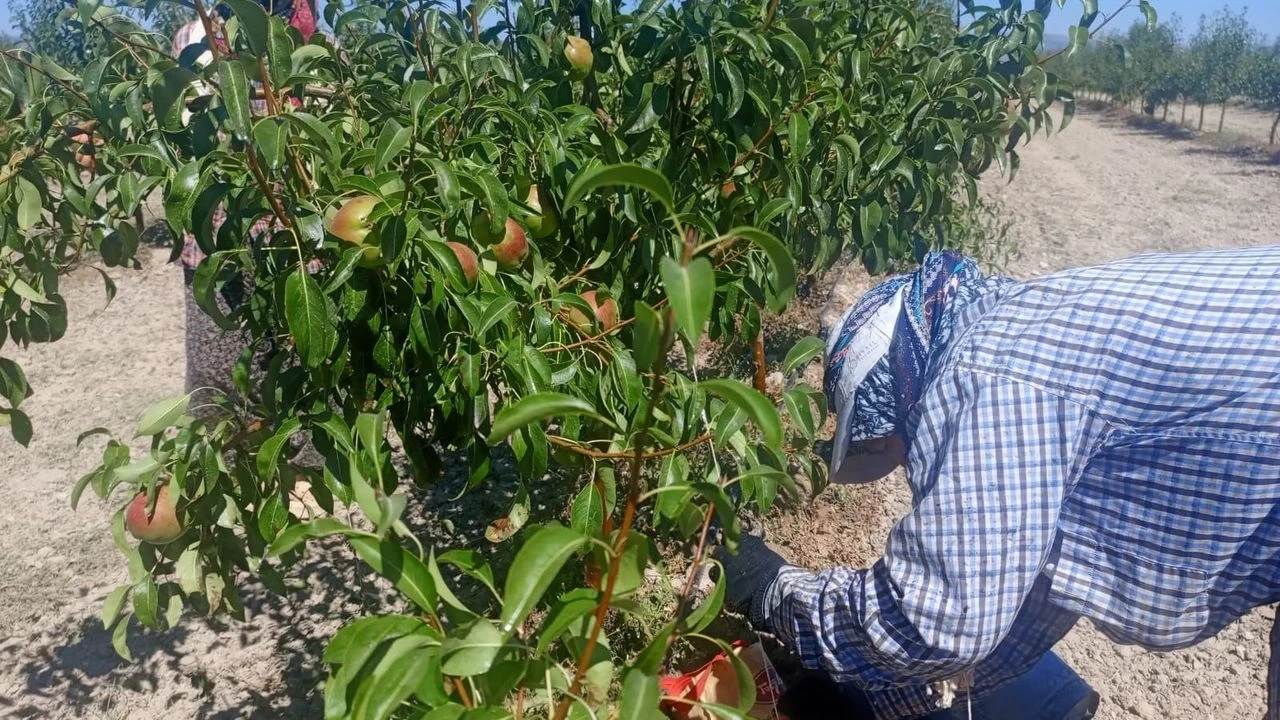 Kadınlar Meyve Bahçelerinde Geleceği Şekillendiriyor - Antalya Haber