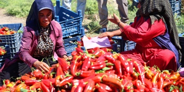 Adana'da Kapya Biber Hasadı Başladı