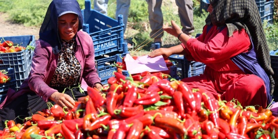 Adana'da Kapya Biber Hasadı Başladı