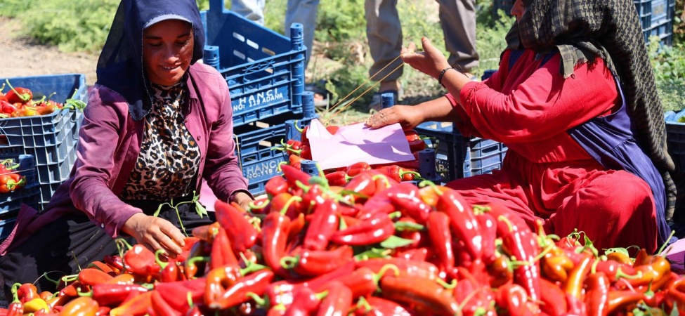 Adana'da Kapya Biber Hasadı Başladı
