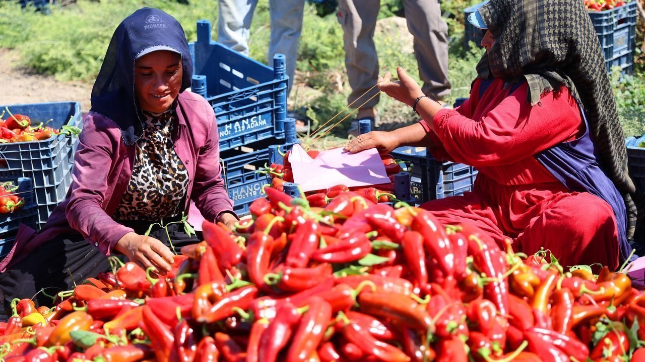 Adana’da Kapya Biber Hasadı Başladı