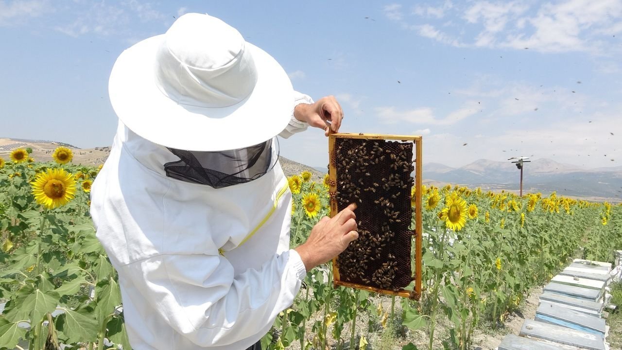 Ayçiçeği Balı Sezonu Başladı