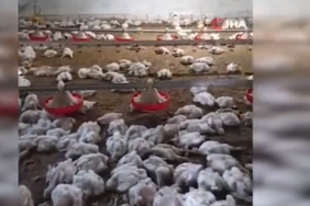 Elektrik Arızası 4 Bin Tavuğu Öldürdü