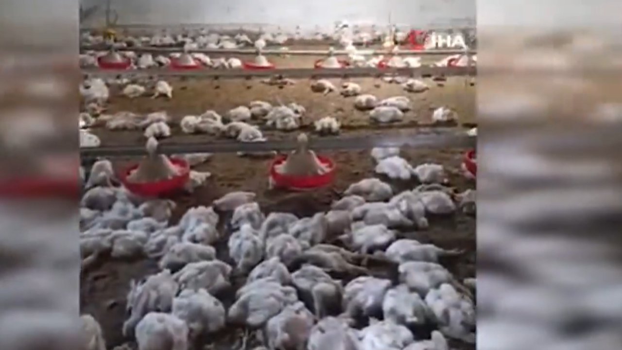 Elektrik Arızası 4 Bin Tavuğu Öldürdü