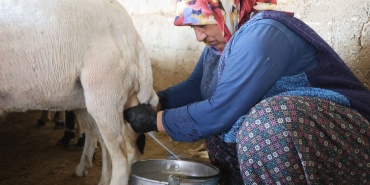 Elle Sağılan Süt, Kadınların Emeğiyle Geçim Kaynağına Dönüşüyor