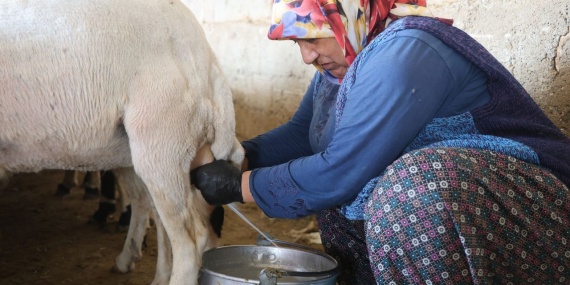 Elle Sağılan Süt, Kadınların Emeğiyle Geçim Kaynağına Dönüşüyor