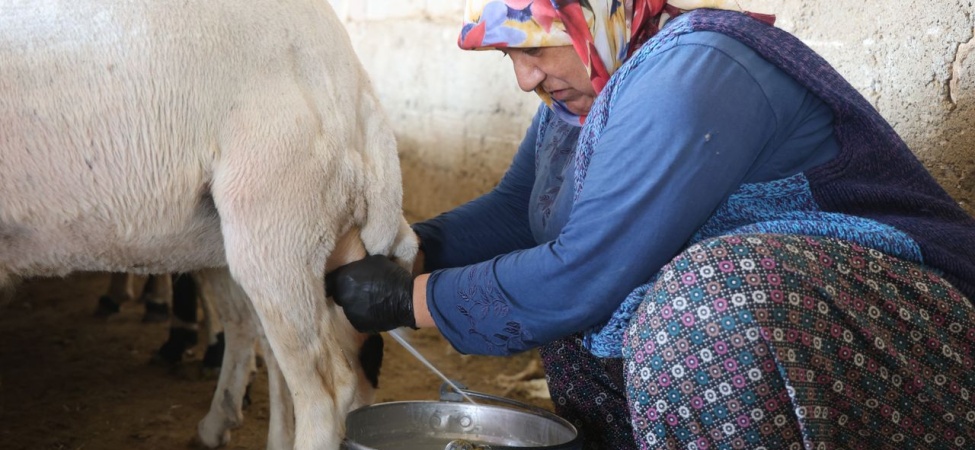 Elle Sağılan Süt, Kadınların Emeğiyle Geçim Kaynağına Dönüşüyor