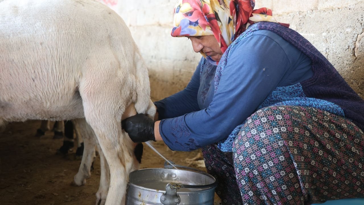 Elle Sağılan Süt, Kadınların Emeğiyle Geçim Kaynağına Dönüşüyor