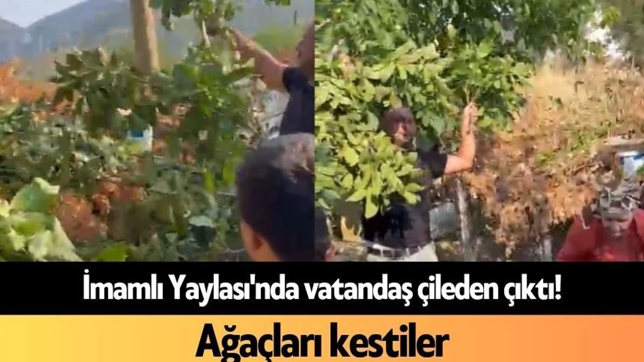 İmamlı Yaylası'nda Vatandaş Çileden Çıktı! Ağaçları Kestiler