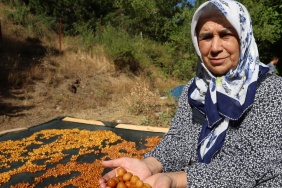Satılamayan Kirazlar Kurutularak Kışlık Çereze Dönüştürülüyor