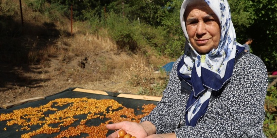 Satılamayan Kirazlar Kurutularak Kışlık Çereze Dönüştürülüyor