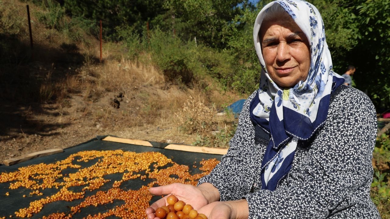 Satılamayan Kirazlar Kurutularak Kışlık Çereze Dönüştürülüyor