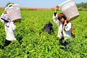 Tarım Işçilerinin Sıcakta Ekmek Parası Mücadelesi