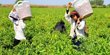 Tarım Işçilerinin Sıcakta Ekmek Parası Mücadelesi