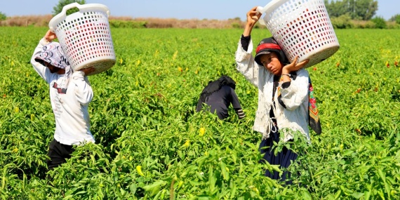 Tarım Işçilerinin Sıcakta Ekmek Parası Mücadelesi