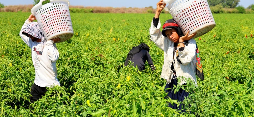 Tarım Işçilerinin Sıcakta Ekmek Parası Mücadelesi