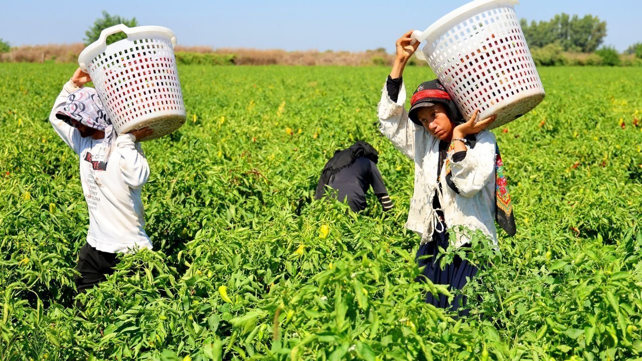 Tarım Işçilerinin Sıcakta Ekmek Parası Mücadelesi