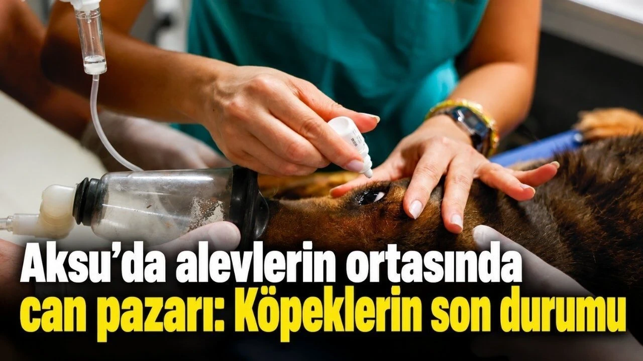 Aksu'da Alevlerin Ortasında Can Pazarı: Köpeklerin Son Durumu - Antalya Haber