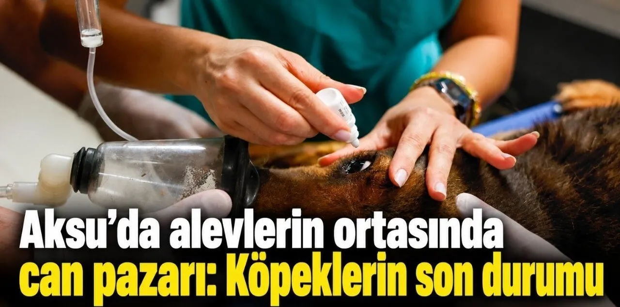 Aksu'da Alevlerin Ortasında Can Pazarı: Köpeklerin Son Durumu
