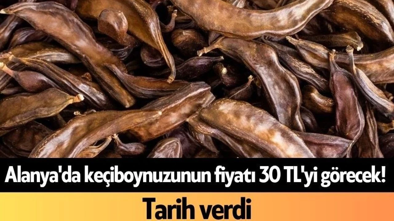 Alanya'da Keçiboynuzunun Fiyatı 30 Tl'yi Görecek - Antalya Haber