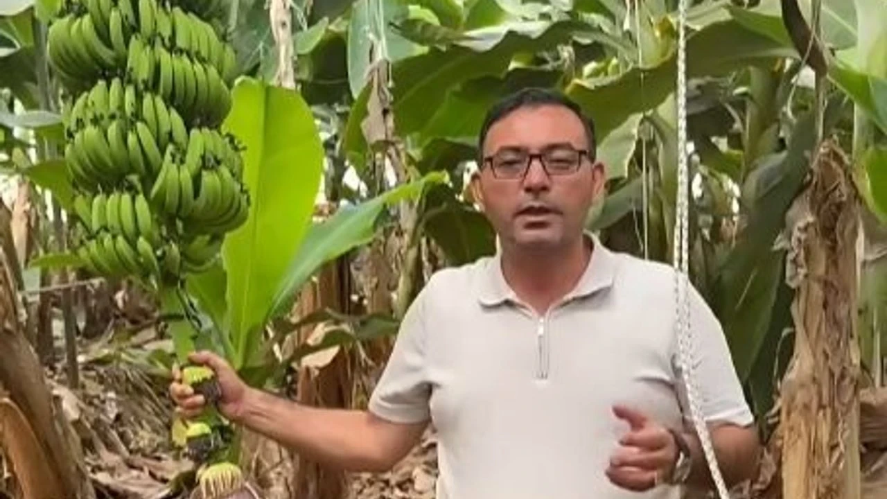 Alanya'da Muz Üreticisini Sevindiren Gelişme: Talebin Artması Bekleniyor - Antalya Haber