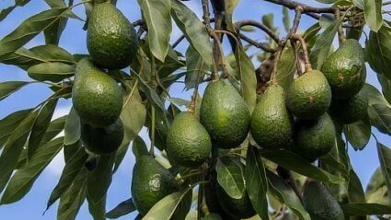 Alanya'nın Yeşil Altını Dünyaya Açılıyor - Antalya Haber