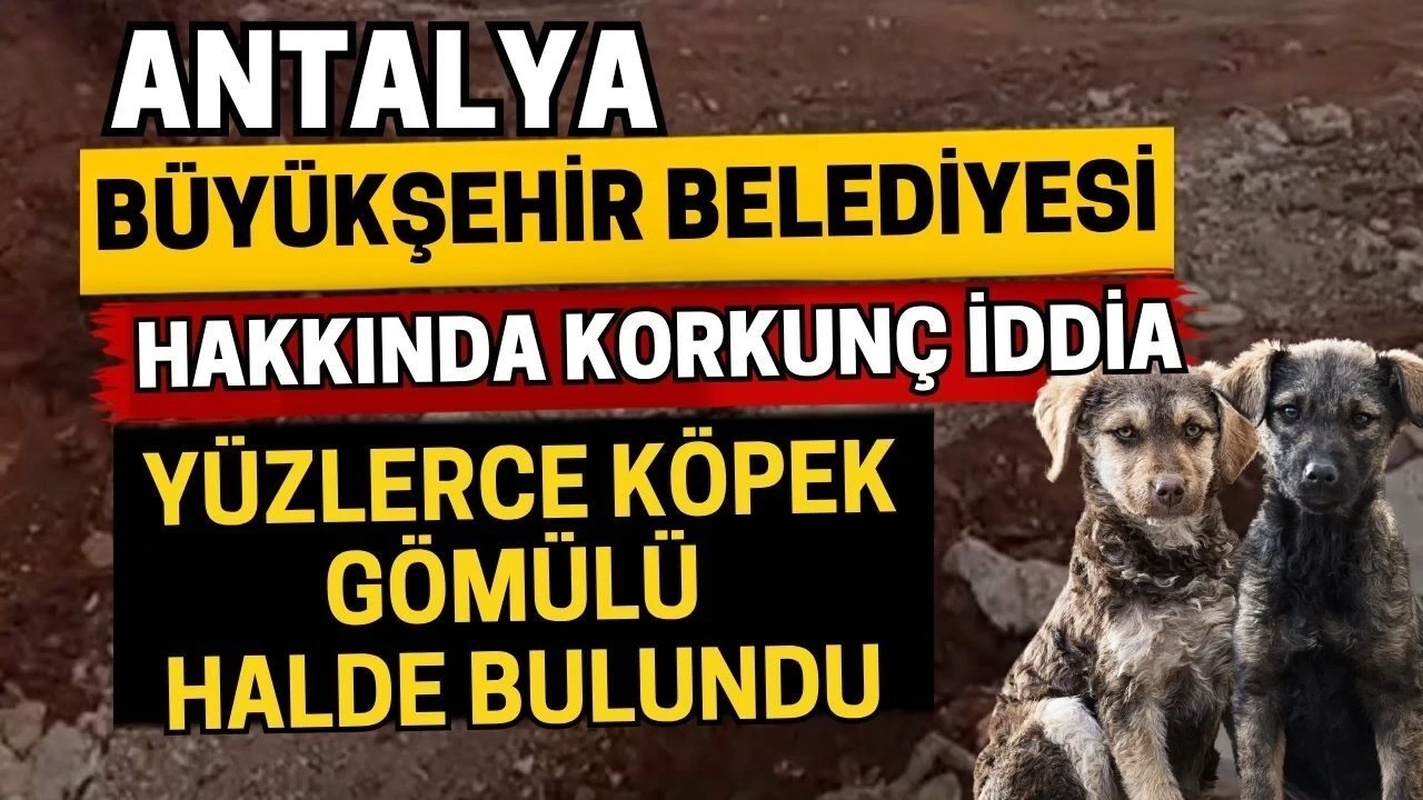 Antalya Büyükşehir Belediyesi Hakkında Korkunç İddia! Yüzlerce Köpek Gömülü Halde Bulundu - Antalya Haber
