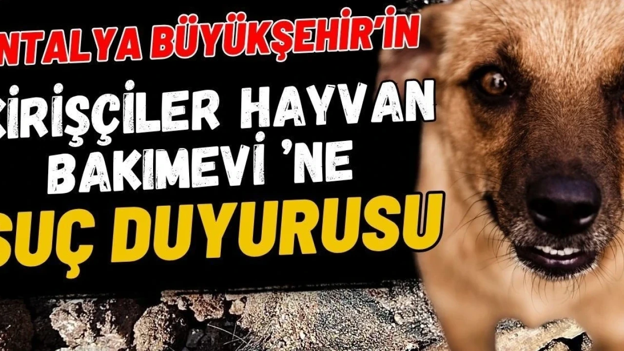 Antalya Büyükşehir'in Kirişçiler Hayvan Bakımevi 'Ne Suç Duyurusu - Antalya Haber
