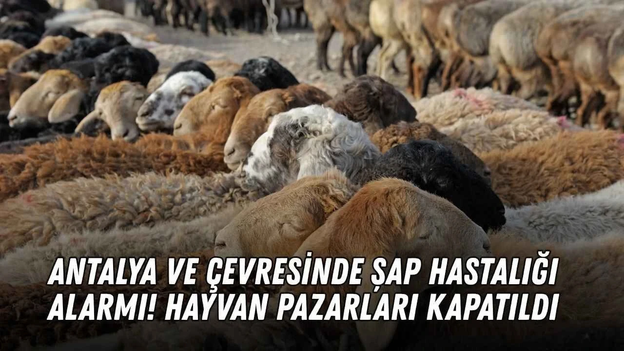Antalya ve Çevresinde Şap Hastalığı Alarmı! Hayvan Pazarları Kapatıldı - Antalya Haber