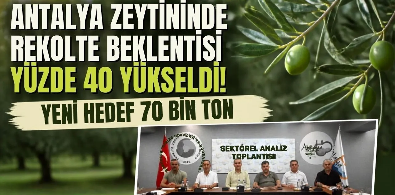 Antalya Zeytininde Rekolte Beklentisi Yüzde 40 Yükseldi! Yeni Hedef 70 Bin Ton