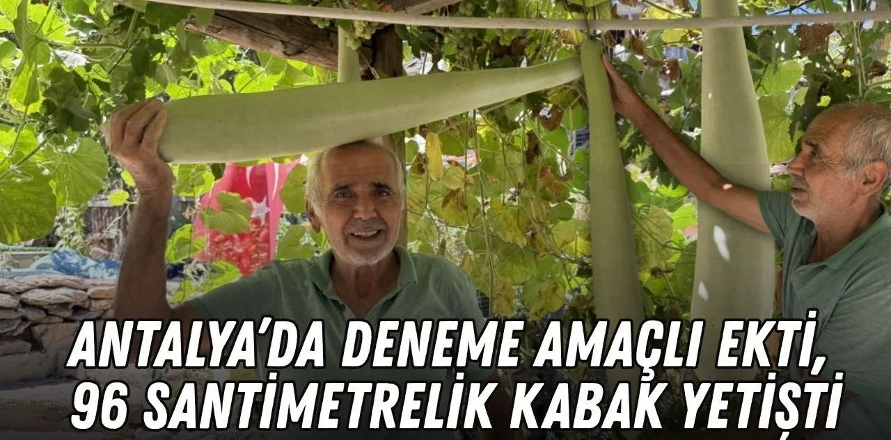 Antalya'da Deneme Amaçlı Ekti, 96 Santimetrelik Kabak Yetişti