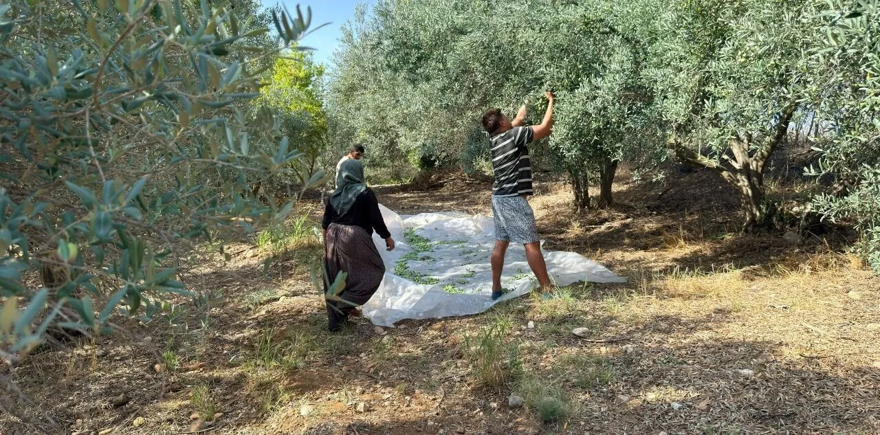 Antalya'da Erkenci Zeytin Hasadı Başladı! Kilosu 100 Tl