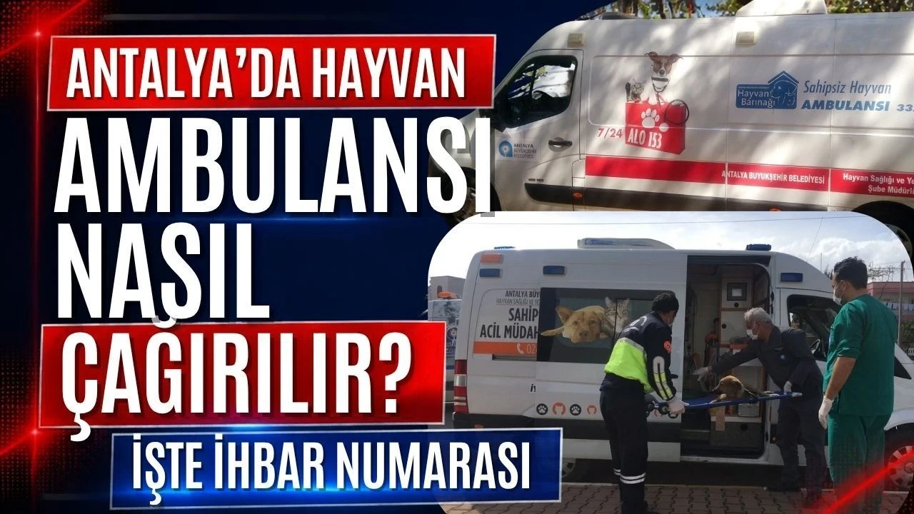 Antalya'da Hayvan Ambulansı Nasıl Çağırılır? İşte İhbar Numarası - Antalya Haber