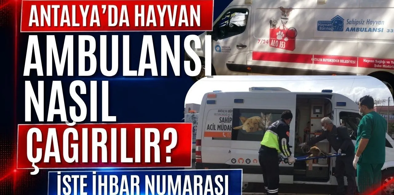 Antalya'da Hayvan Ambulansı Nasıl Çağırılır? İşte İhbar Numarası