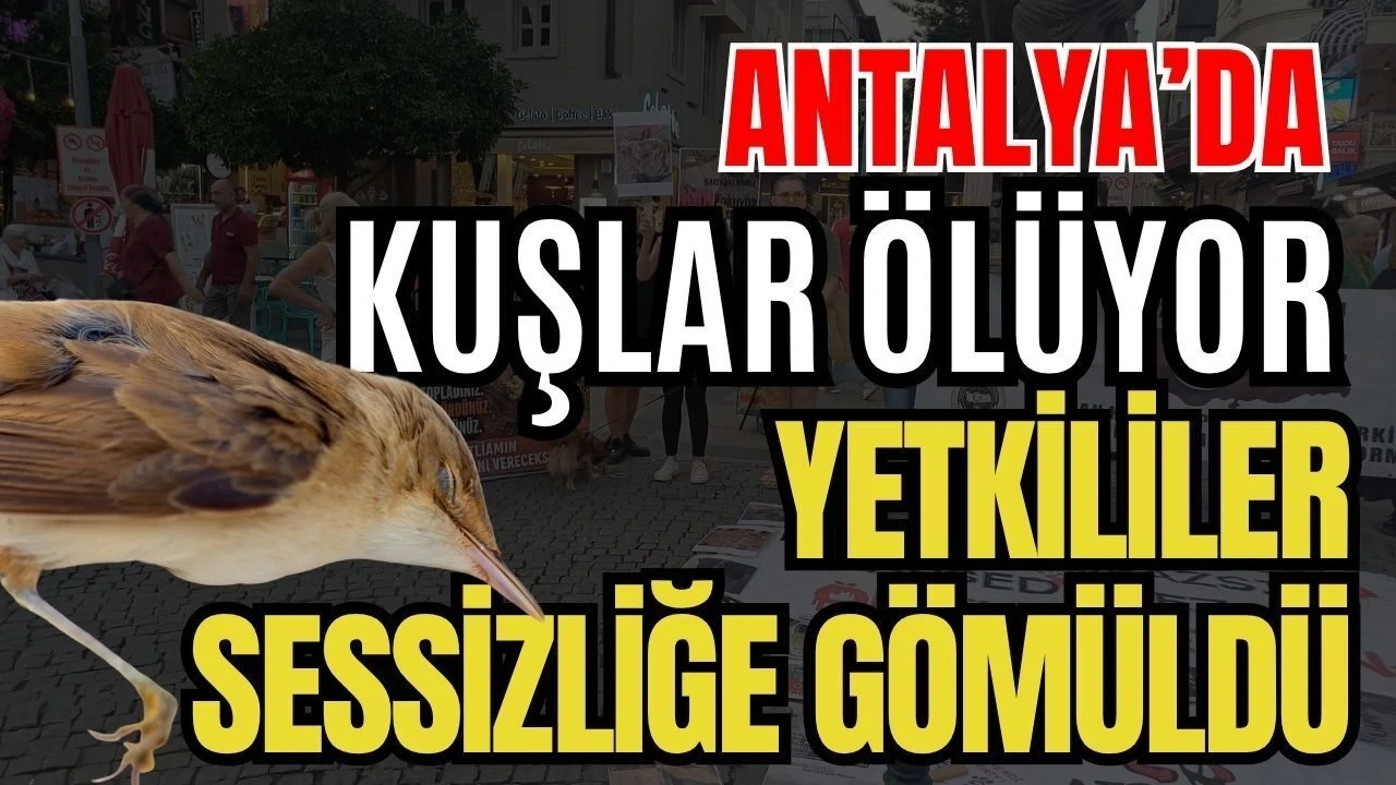 Antalya'da Kuşlar Ölüyor Yetkililer Sessizliğe Gömüldü - Antalya Haber
