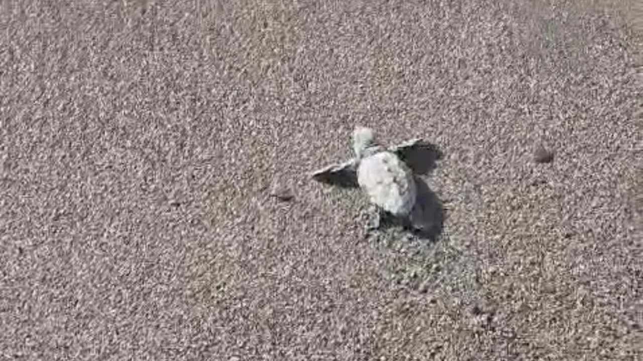 Bodrum'da Caretta Caretta Yavruları Kumsaldan Denize Ulaştı - Antalya Haber