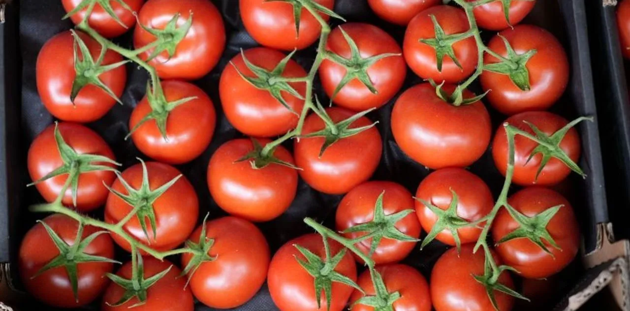 Büyük Marketlerin İyi Tarım Domatesinden Yasaklı Pestisit Nasıl Çıktı