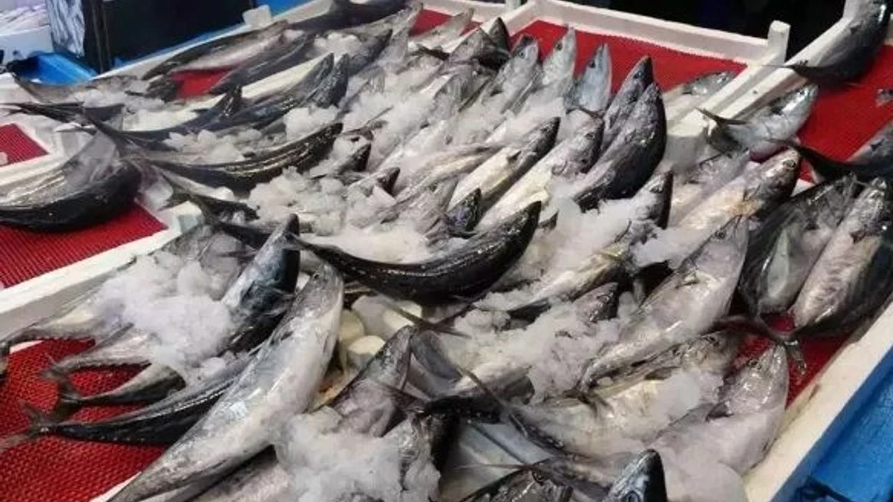 Cide'de Palamut Bolluğu Yaşanıyor: Kasa Kasa Dönüyorlar - Antalya Haber