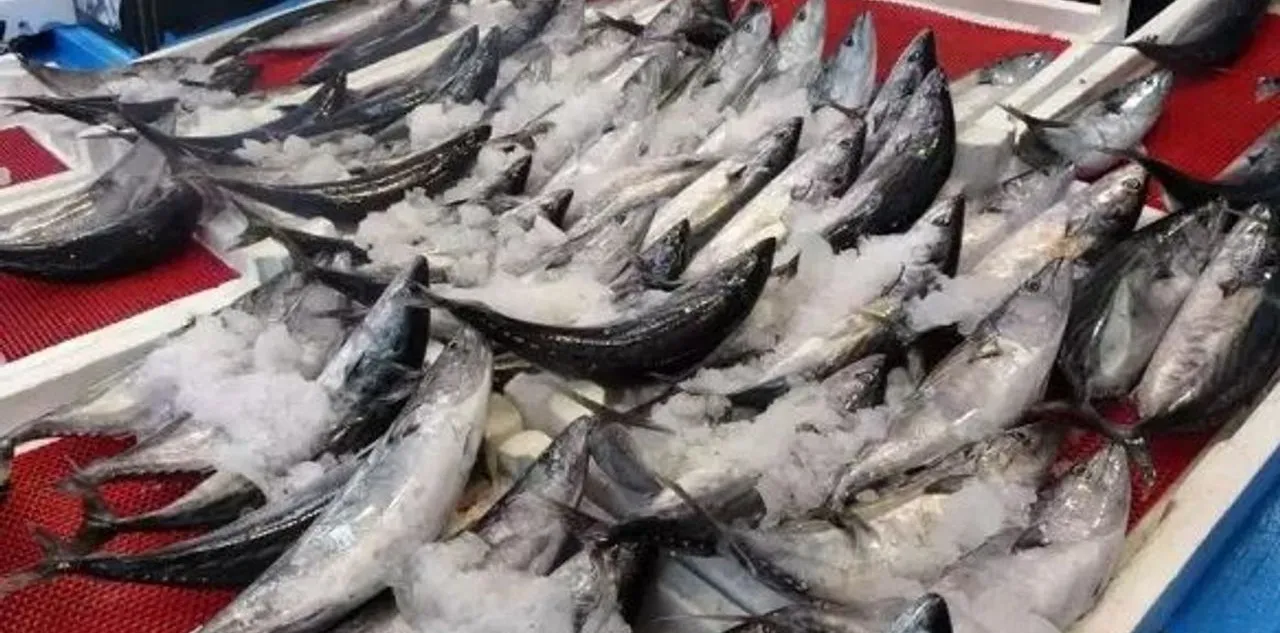 Cide'de Palamut Bolluğu Yaşanıyor: Kasa Kasa Dönüyorlar