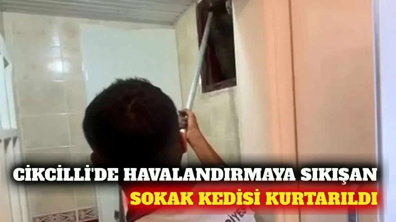 Cikcilli'de Bacaya Düşen Sokak Kedisi Kurtarıldı - Antalya Haber