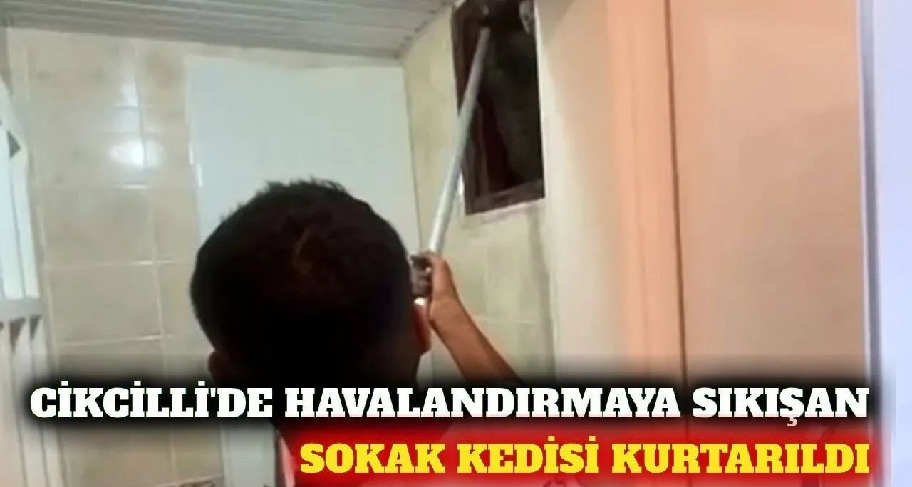 Cikcilli'de Bacaya Düşen Sokak Kedisi Kurtarıldı