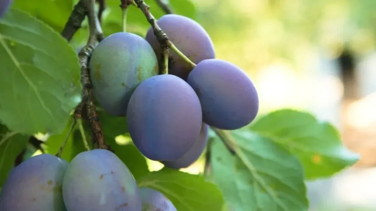 Damson Eriği Nedir, Faydaları Neler - Antalya Haber