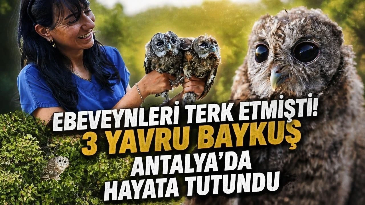 Ebeveynleri Terk Etmişti! 3 Yavru Baykuş Antalya'da Hayata Tutundu - Antalya Haber