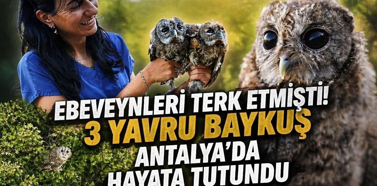 Ebeveynleri Terk Etmişti! 3 Yavru Baykuş Antalya'da Hayata Tutundu
