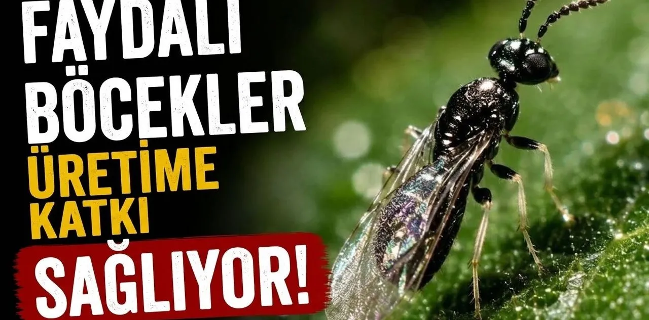 Faydalı Böcekler Üretime Katkı Sağlıyor