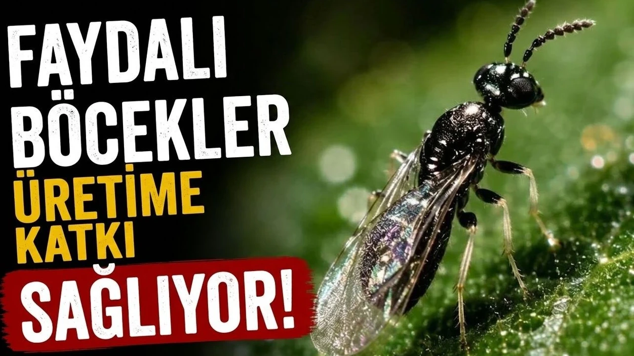 Faydalı Böcekler Üretime Katkı Sağlıyor - Antalya Haber