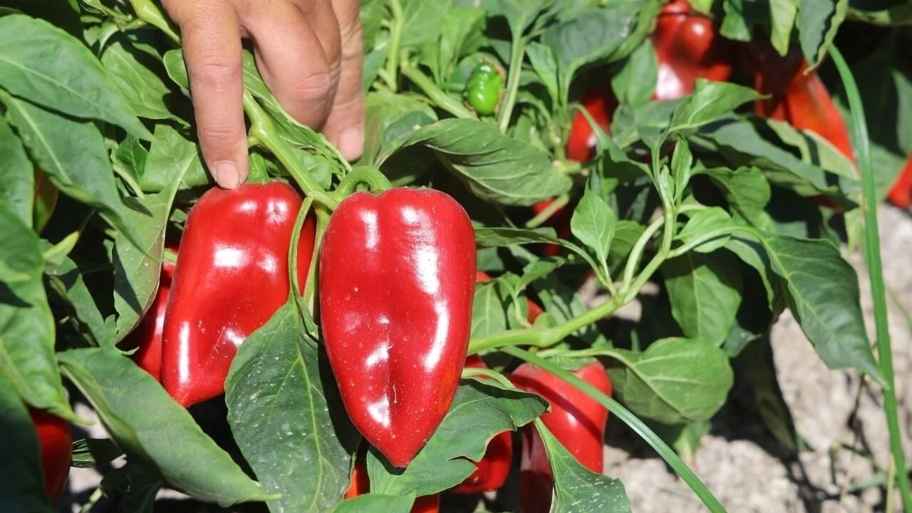 Hatay'da Kapya Biber Hasadı Sürüyor: Tarlada 20 Tl, Manavda 100 Tl - Antalya Haber