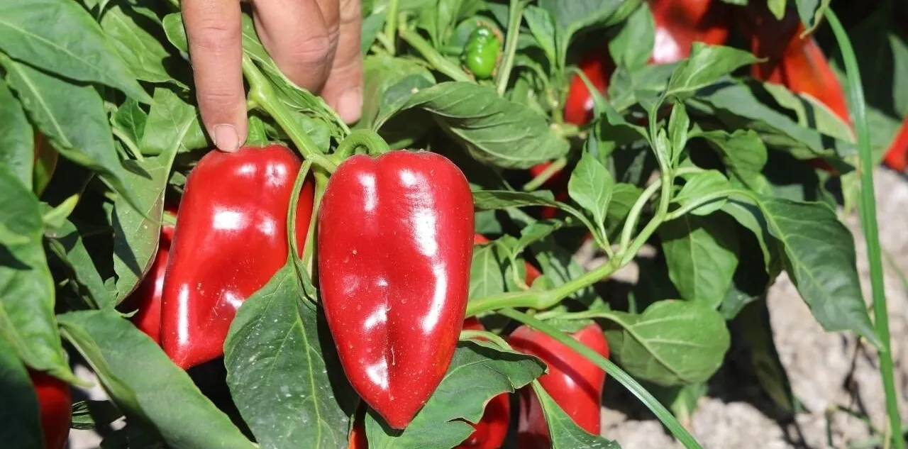 Hatay'da Kapya Biber Hasadı Sürüyor: Tarlada 20 Tl, Manavda 100 Tl